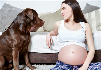 狗對孕婦的危害有哪些？狗對孕婦有影響嗎？