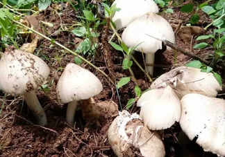 雞樅菌怎么保存？雞樅菌可以放冰箱嗎？