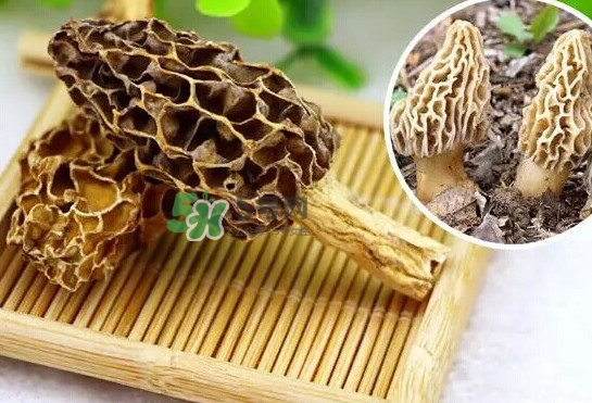 羊肚菌怎么清洗？羊肚菌怎么保存