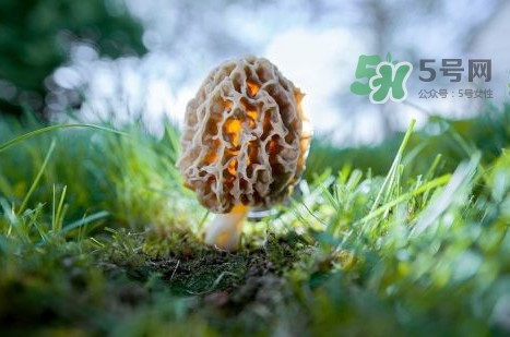 羊肚菌可以泡茶喝嗎？羊肚菌可以生吃嗎