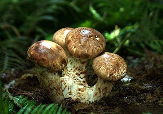 干松茸多少錢一斤？野生松茸多少錢一斤？