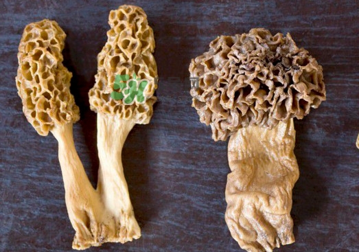 羊肚菌有假的嗎？野生羊肚菌有幾種？