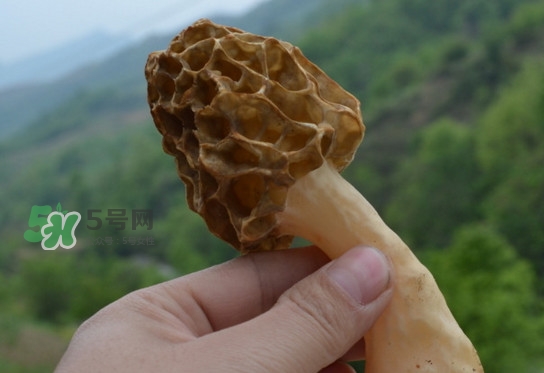 羊肚菌可以泡水喝嗎？羊肚菌可以燉鴿子嗎