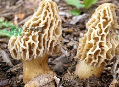 羊肚菌可以泡茶喝嗎？羊肚菌可以生吃嗎