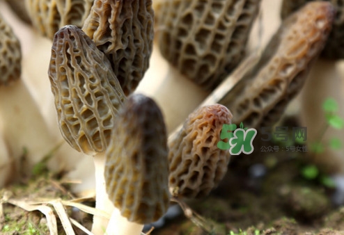羊肚菌能泡酒嗎？羊肚菌可以炒著吃嗎？