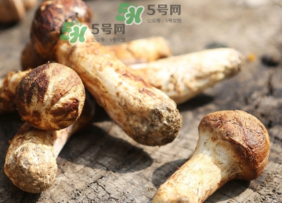 干松茸多少錢一斤？野生松茸多少錢一斤？