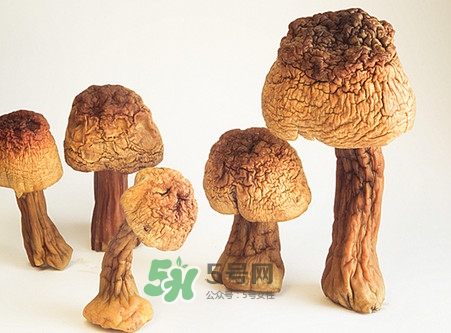 松茸是發(fā)物嗎？松茸是熱性還是涼性？