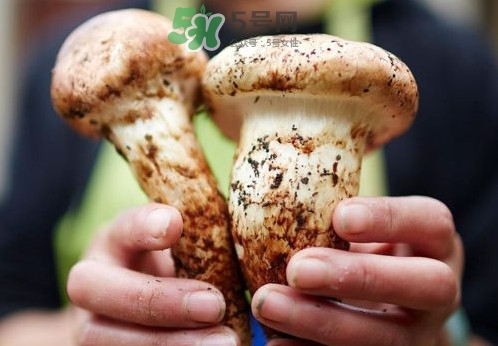 松茸什么時(shí)候吃最好？松茸什么季節(jié)有