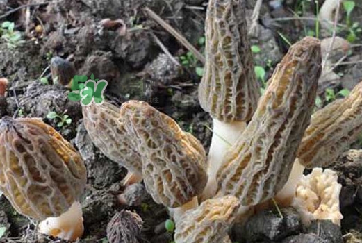 羊肚菌可以泡水喝嗎？羊肚菌可以燉鴿子嗎