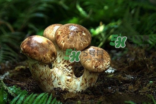 干松茸多少錢一斤？野生松茸多少錢一斤？