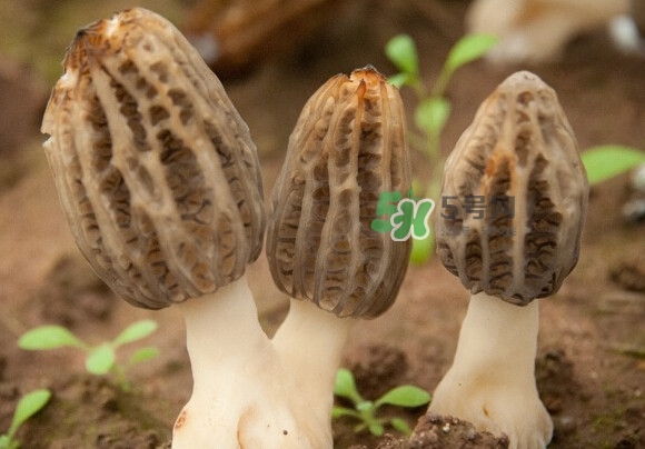 羊肚菌有假的嗎？野生羊肚菌有幾種？