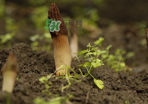 孕婦可以吃羊肚菌嗎？什么人不能吃羊肚菌