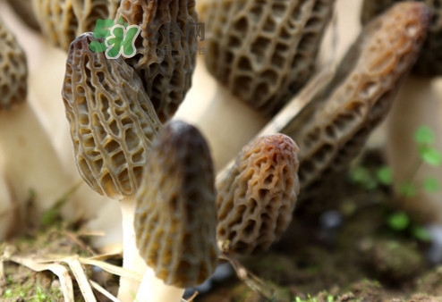羊肚菌能治什么?。垦蚨蔷芾鋬霰ｕr嗎