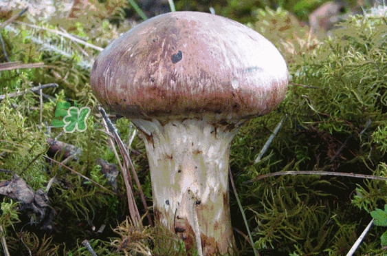松茸是發(fā)物嗎？松茸是熱性還是涼性？