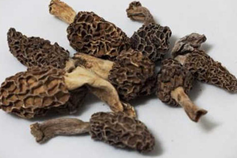 羊肚菌有毒嗎？羊肚菌可以人工種植嗎？