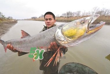 鳡魚多少錢一斤？野生鳡魚多少錢一斤