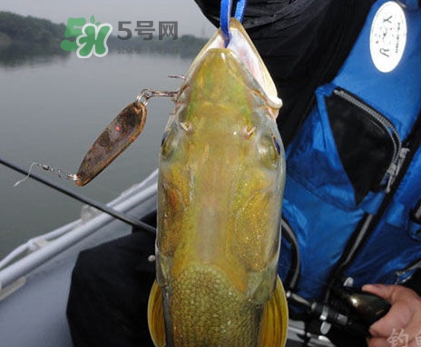 鳡魚好吃嗎？鳡魚刺多嗎