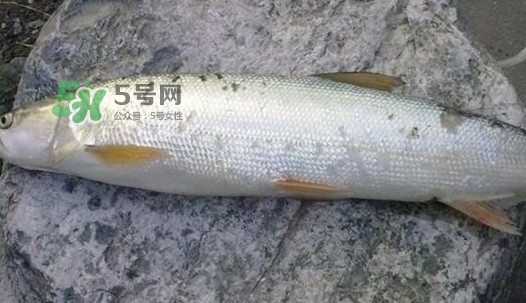鳡魚好吃嗎？鳡魚刺多嗎