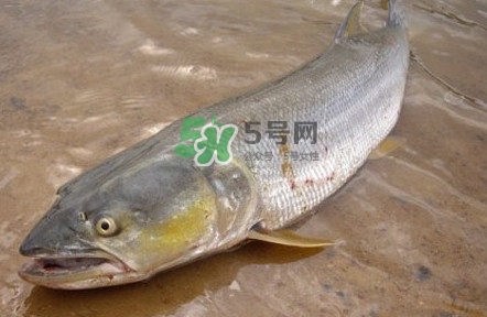 鳡魚(yú)怎么釣？鳡魚(yú)在魚(yú)缸里怎么養(yǎng)