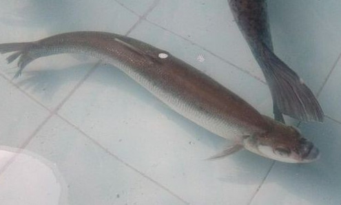 鳡魚吃什么？翹嘴魚和鳡魚有什么區(qū)別