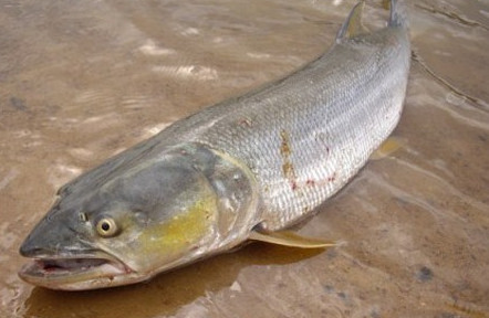 鳡魚吃什么？翹嘴魚和鳡魚有什么區(qū)別