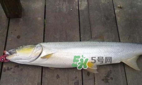 釣鳡魚(yú)用什么路亞竿好？路亞鳡魚(yú)用什么餌好