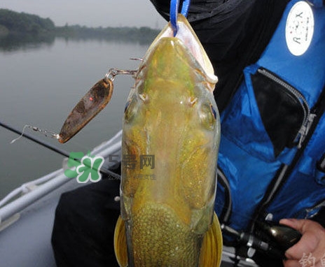 鳡魚(yú)是什么魚(yú)？鳡魚(yú)是淡水魚(yú)嗎