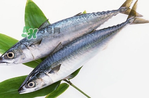一般鳡魚能長到多大？鳡魚與假鳡魚怎么區(qū)分