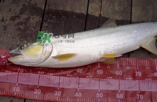 一般鳡魚能長到多大？鳡魚與假鳡魚怎么區(qū)分