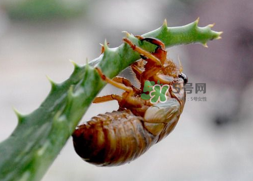 金蟬怎么保存一夜不死？怎樣保存一夜金蟬不死？