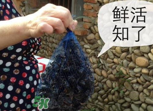 金蟬怎么保存一夜不死？怎樣保存一夜金蟬不死？