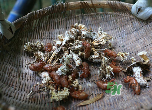 金蟬花可以放在冰箱嗎？新鮮金蟬花怎么保存？