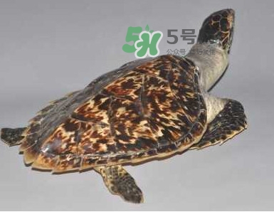 玳瑁龜好養(yǎng)嗎？養(yǎng)玳瑁龜違法嗎