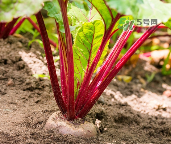 甜菜根是什么菜？甜菜根什么季節(jié)收獲