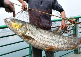 一般鳡魚能長到多大？鳡魚與假鳡魚怎么區(qū)分
