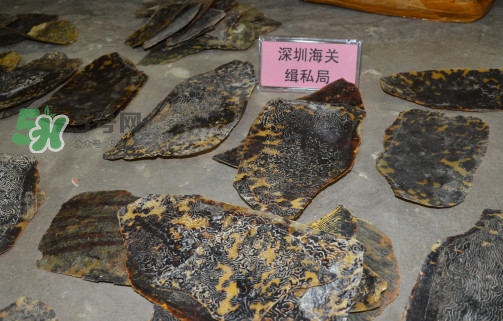 玳瑁標本有收藏價值嗎？玳瑁的功效與作用