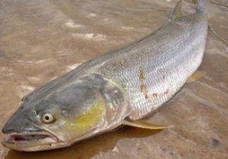 鳡魚怎么釣？鳡魚在魚缸里怎么養(yǎng)