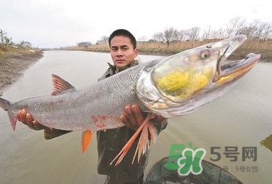 一般鳡魚能長到多大？鳡魚與假鳡魚怎么區(qū)分