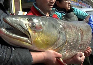 鳡魚是什么魚？鳡魚是淡水魚嗎