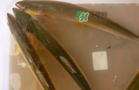 鳡魚怎么做好吃？鳡魚有天敵嗎