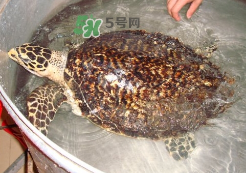 玳瑁龜好養(yǎng)嗎？養(yǎng)玳瑁龜違法嗎