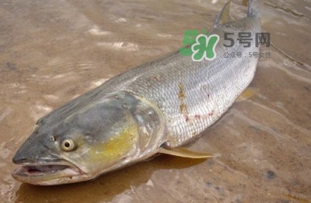 鳡魚(yú)是什么魚(yú)？鳡魚(yú)是淡水魚(yú)嗎