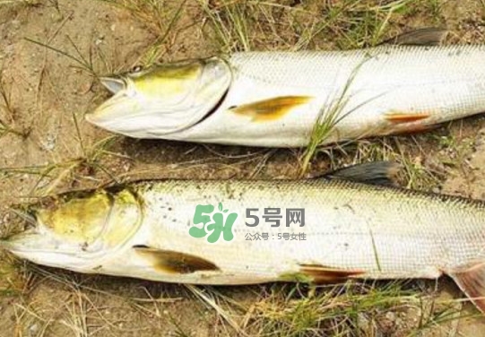 鳡魚(yú)是什么魚(yú)？鳡魚(yú)是淡水魚(yú)嗎