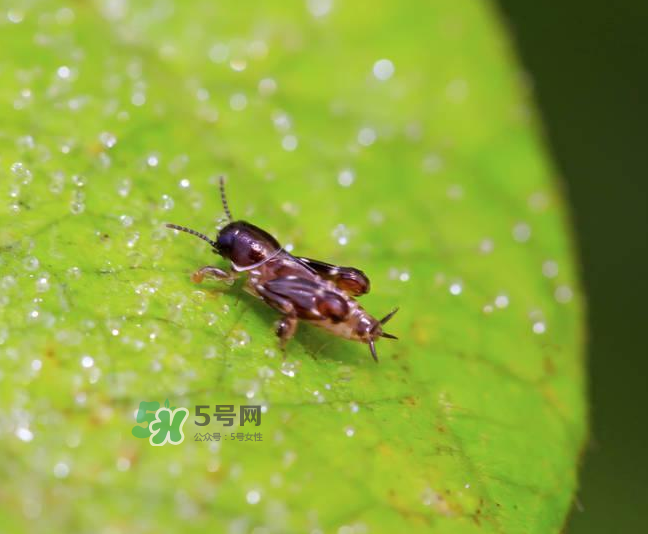 跳蚤會寄生在人身上嗎？跳蚤會在人身上存活嗎？