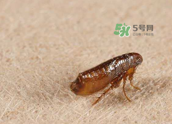 跳蚤會寄生在人身上嗎？跳蚤會在人身上存活嗎？