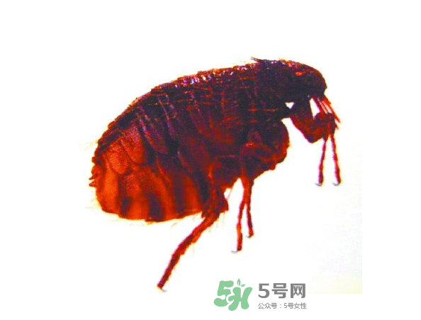 跳蚤會飛嗎？跳蚤會咬人嗎？