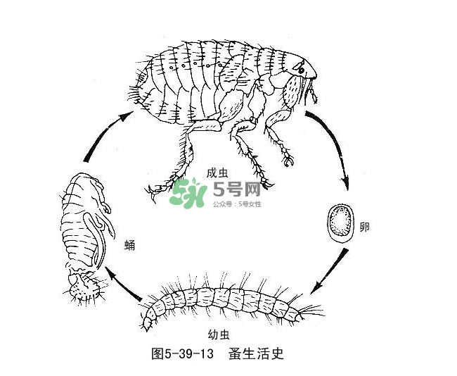 跳蚤會飛嗎？跳蚤會咬人嗎？