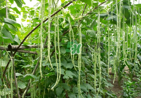 豇豆是什么樣的？豇豆是長(zhǎng)豆角嗎？