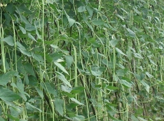 缸豆可以生吃嗎？缸豆可以炒雞蛋嗎