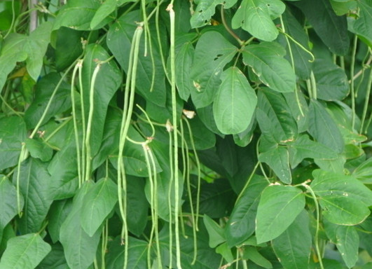 缸豆幾月份種？缸豆什么時(shí)候播種？